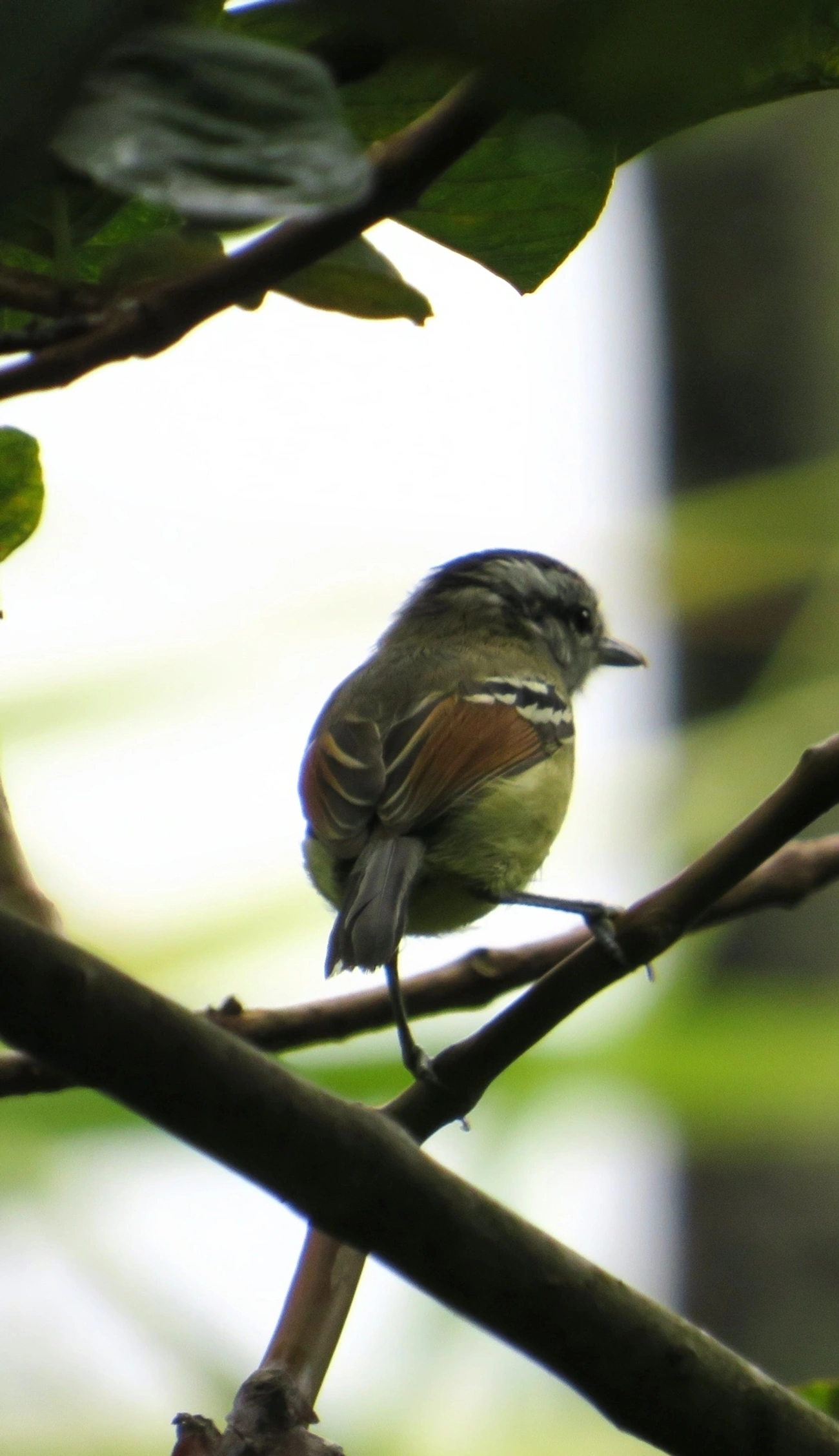 Chorozinho-de-Asa-Vermelha (Herpsilochmus rufimarginatus), aves, fotografado em Maresias, São Sebastião