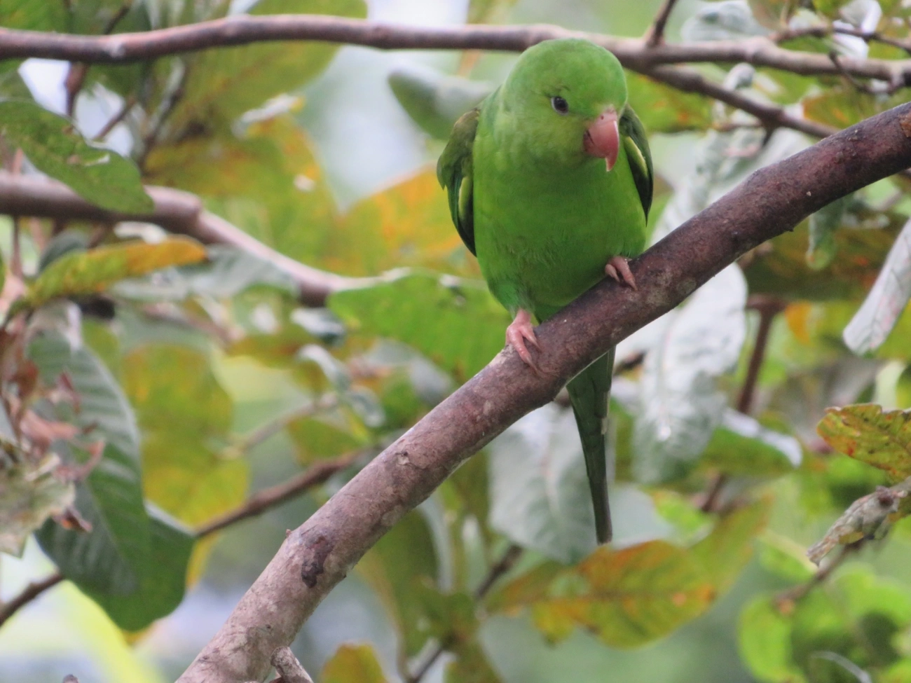 Periquito-rico (Brotogeris tirica), aves, fotografado em Maresias, São Sebastião