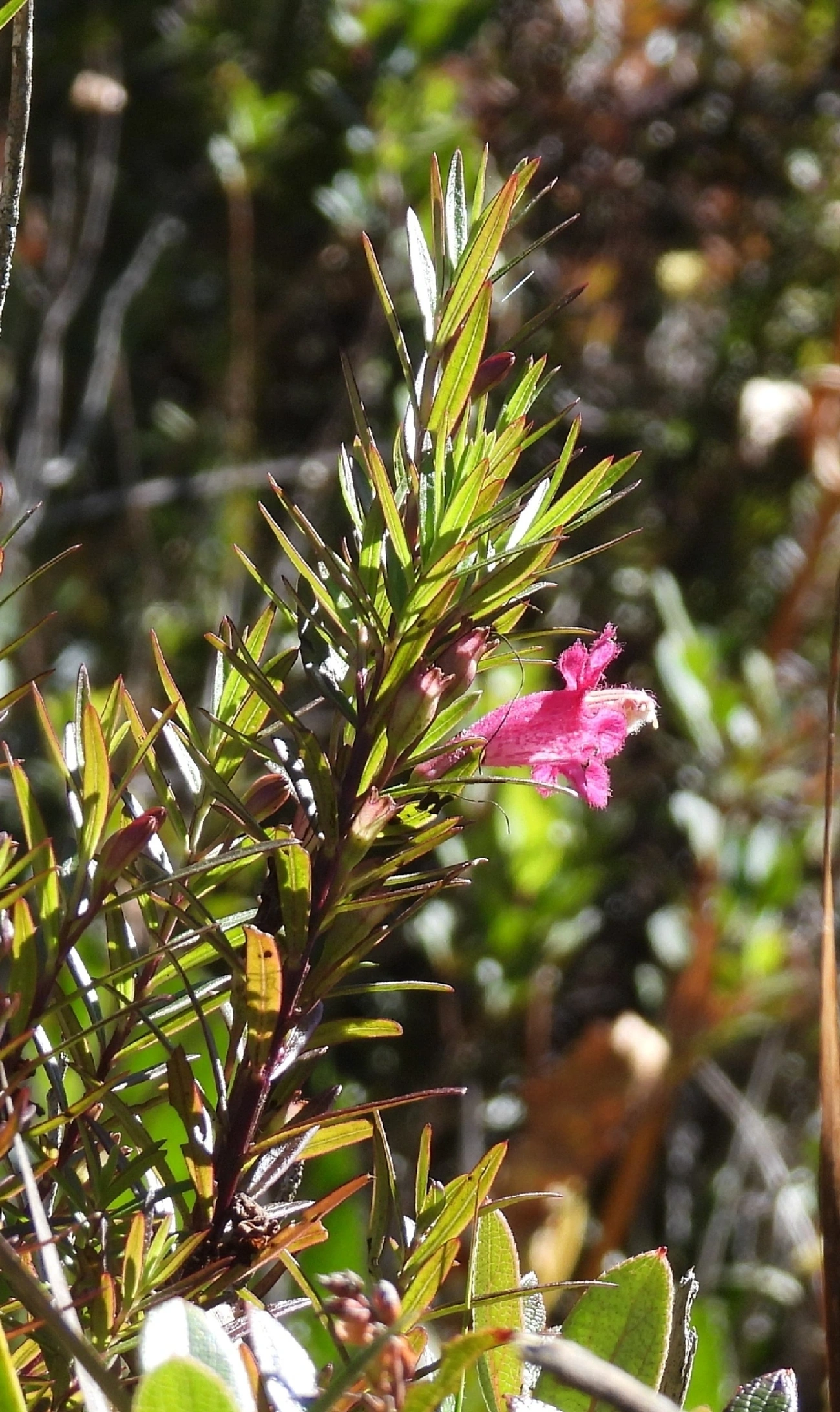 Esterhazya, plantas, fotografado em Engenheiro Passos