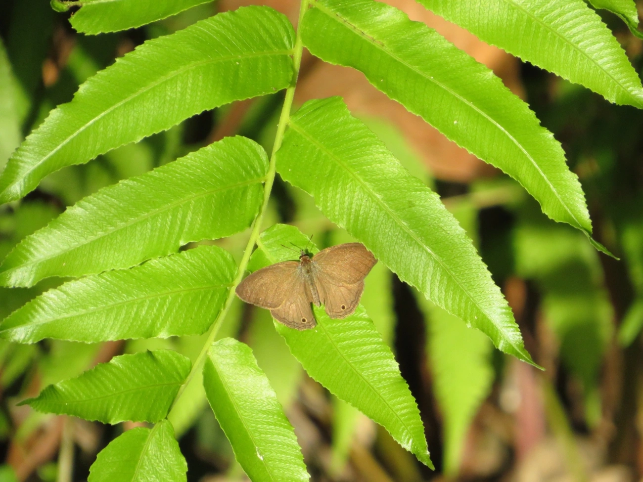 Satirinho-de-Hermes (Hermeuptychia hermes), insetos, fotografado em Maresias, São Sebastião