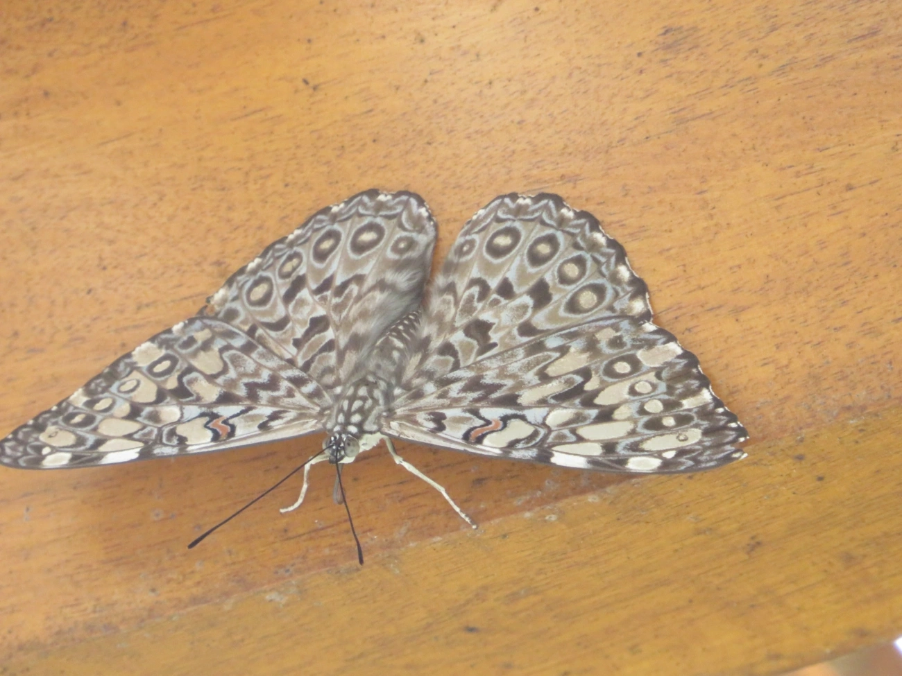 Borboleta-estaladeira (Hamadryas feronia), insetos, fotografado em Maresias, São Sebastião