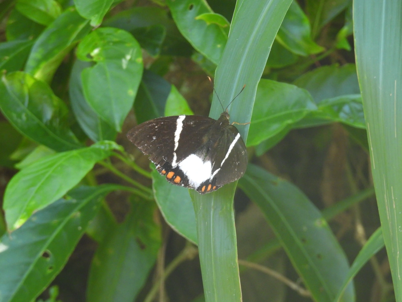 Broca-gigante-da-cana-de-açúcar (Telchin licus), insetos, fotografado em Calhetas, São Sebastião