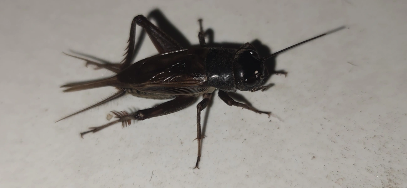 Gryllini, insetos, fotografado em Maresias, São Sebastião