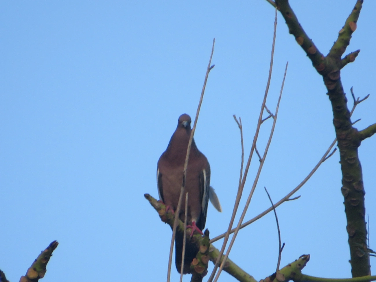 Asa-branca (Patagioenas picazuro), aves, fotografado em Maresias, São Sebastião