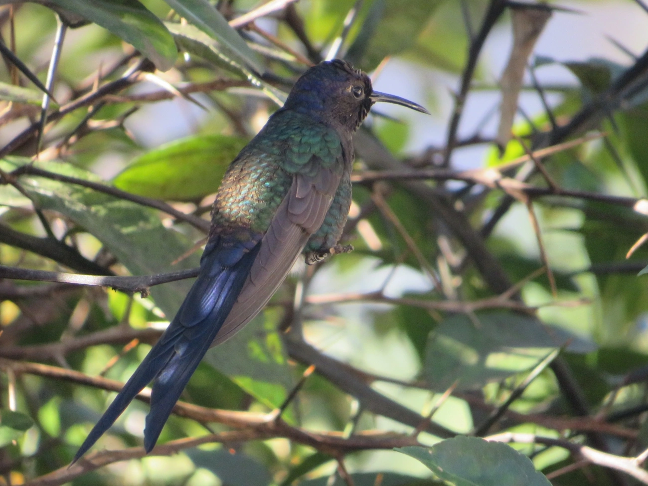 Beija-flor-tesoura (Eupetomena macroura), aves, fotografado em Indaiá, Caraguatatuba