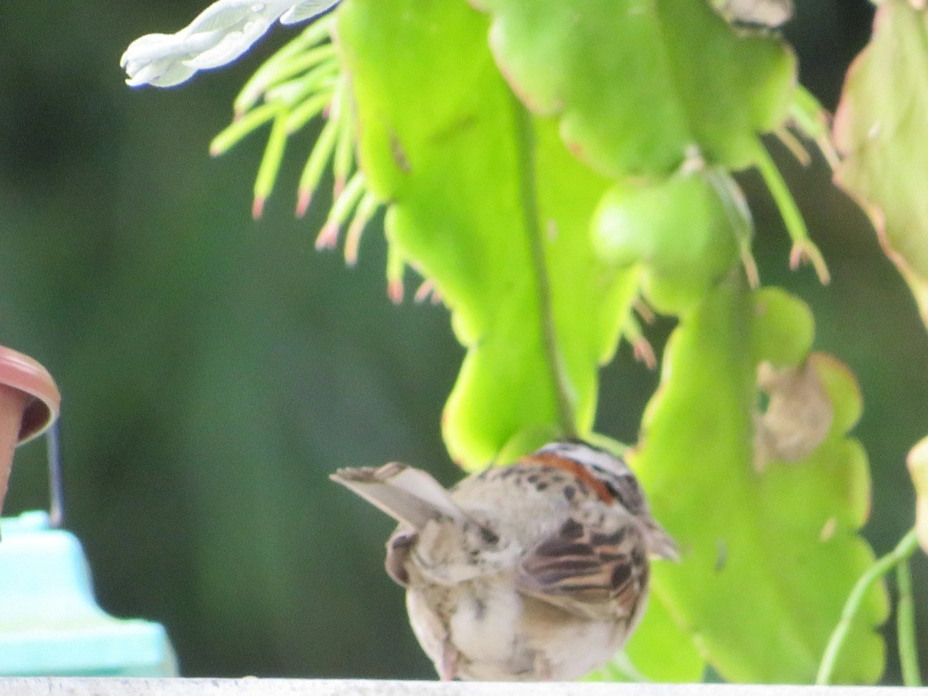 Tico-tico (Zonotrichia capensis), aves, fotografado em Maresias, São Sebastião