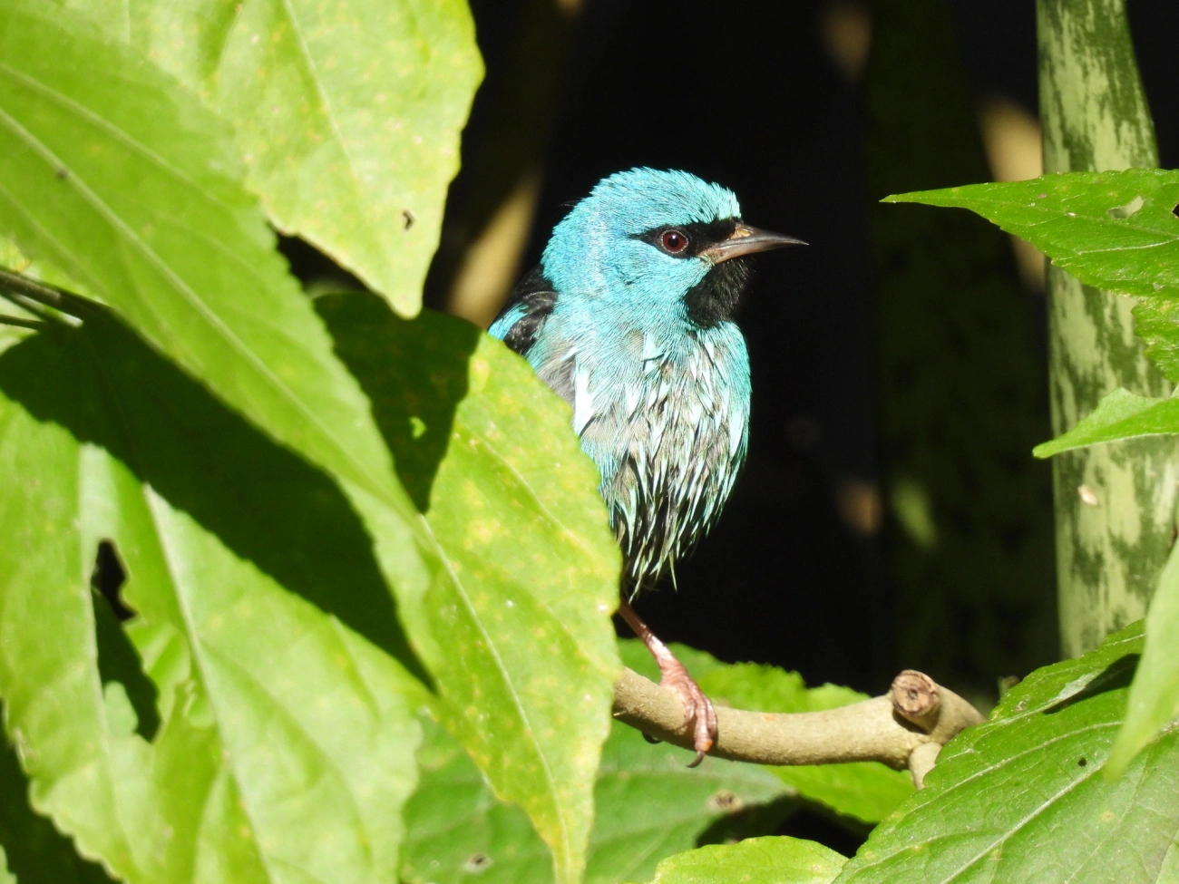 Saí-azul (Dacnis cayana), aves, fotografado em Resende