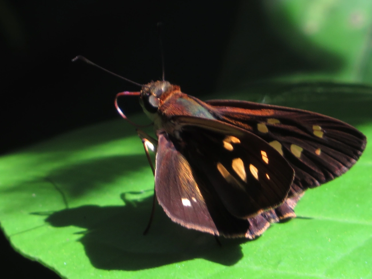 Calpodes, insetos, fotografado em Maresias, São Sebastião