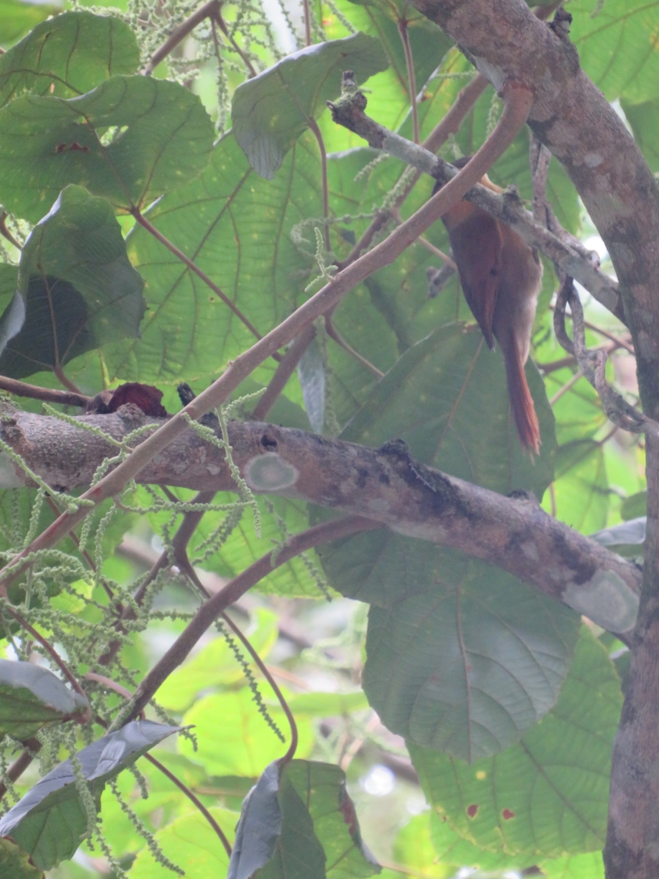 Limpa-folha-ocráceo (Anabacerthia lichtensteini), aves, fotografado em Maresias, São Sebastião
