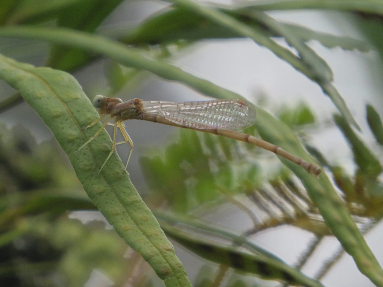Libelinhas (Zygoptera), insetos, fotografado em Maresias, São Sebastião