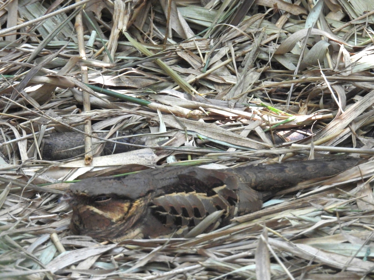 Bacurau (Nyctidromus albicollis), aves, fotografado em Maresias, São Sebastião