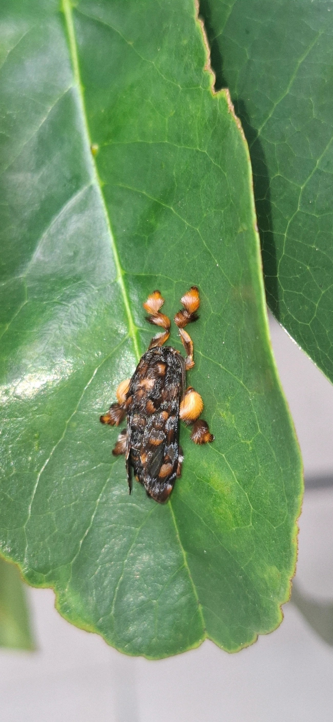 Lagarta-aranha (Phobetron hipparchia), insetos, fotografado em Maresias, São Sebastião
