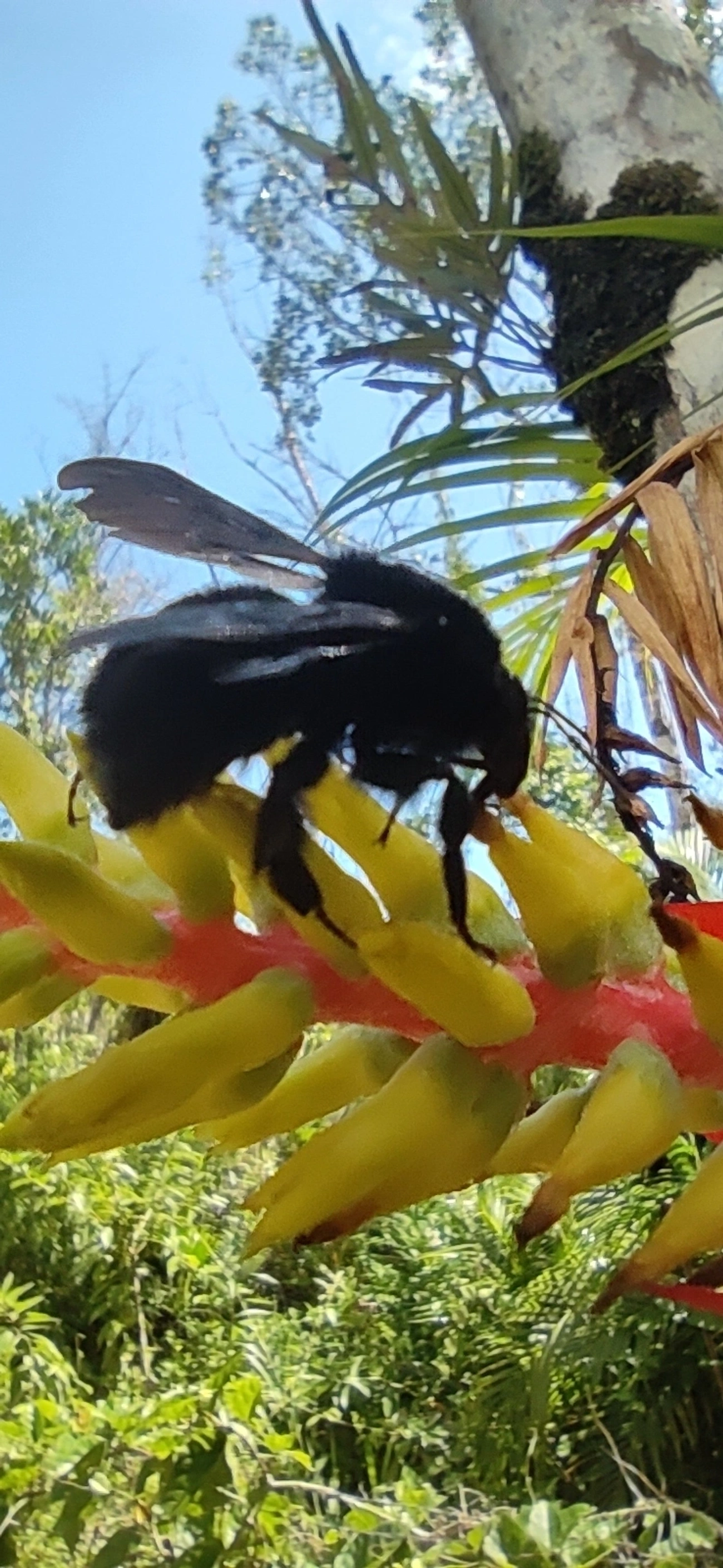 Thoracobombus, insetos, fotografado em Maresias, São Sebastião