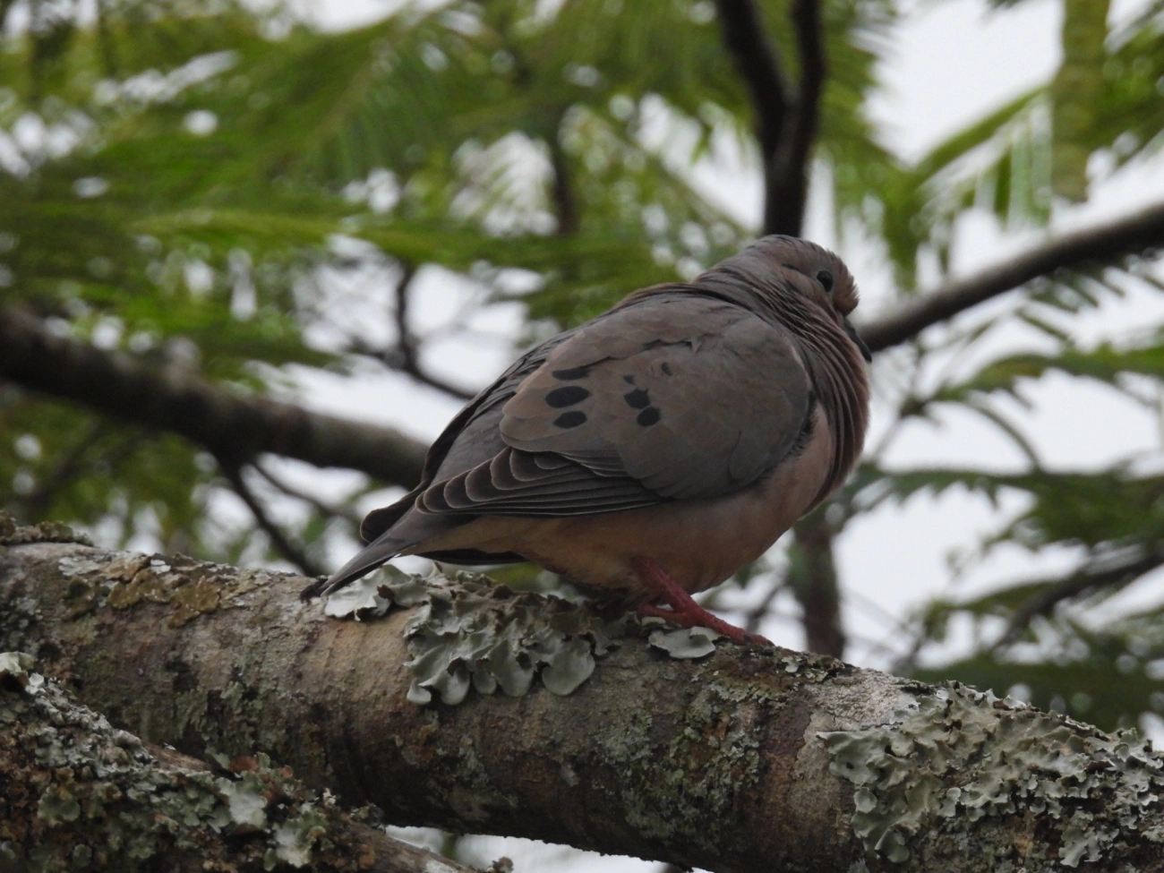 Pomba-de-bando (Zenaida auriculata), aves, fotografado em Cabreúva