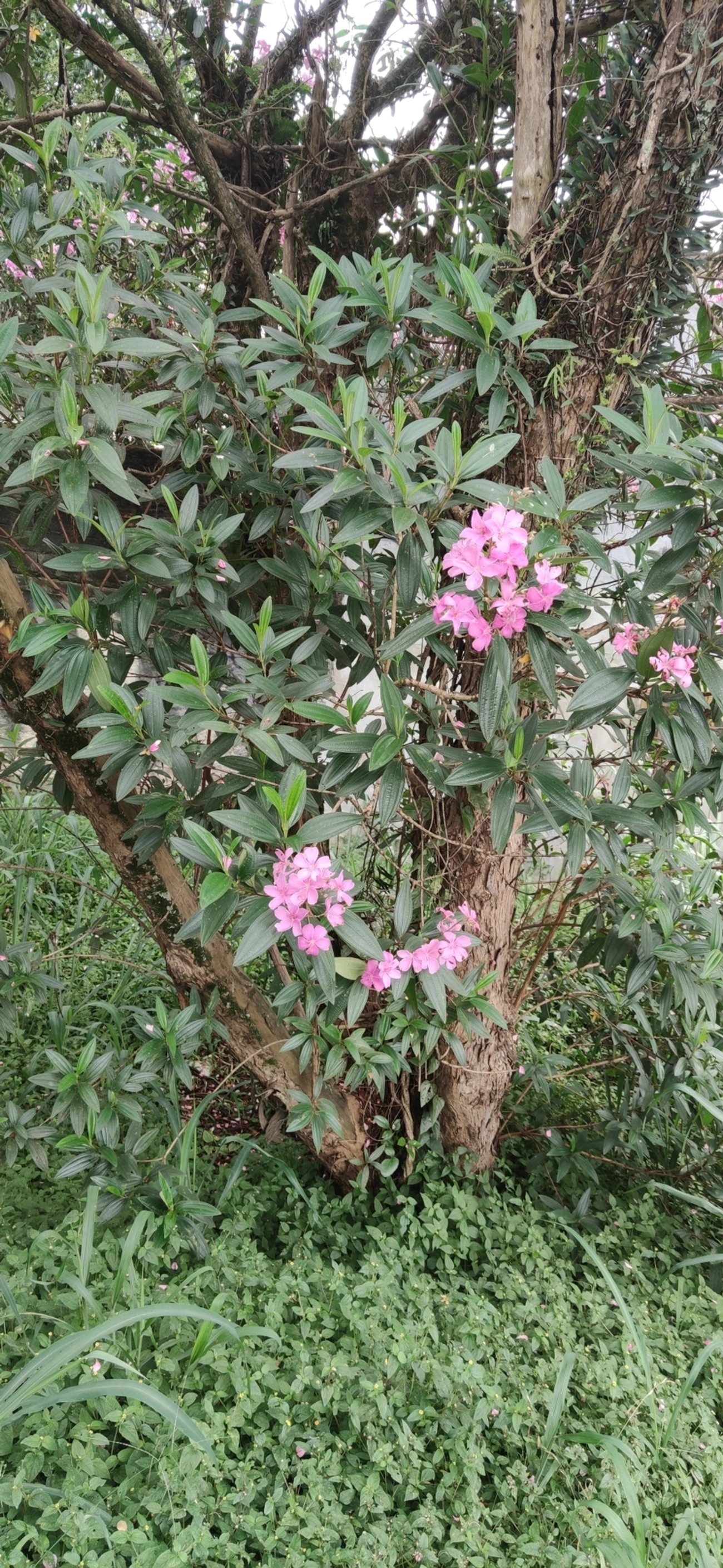 Manacá-da-serra (Pleroma mutabile), plantas, fotografado em R. Acurui, São Paulo