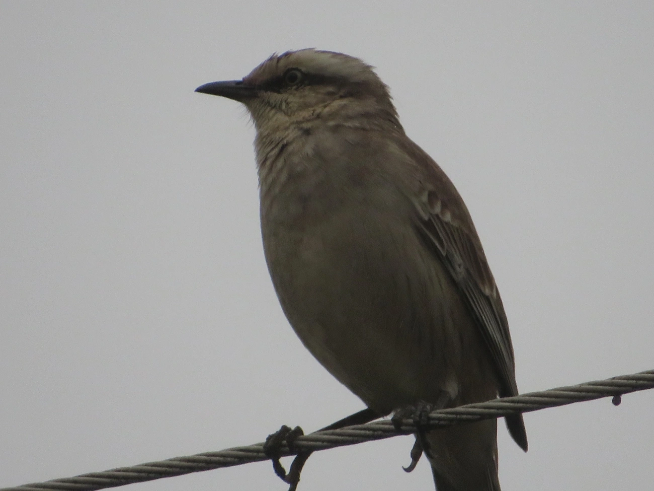 Sabiá-do-campo (Mimus saturninus), aves, fotografado em Maresias, São Sebastião