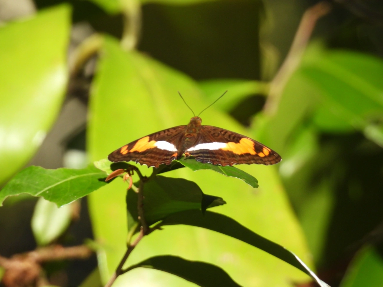 Adelpha, insetos, fotografado em Maresias, São Sebastião