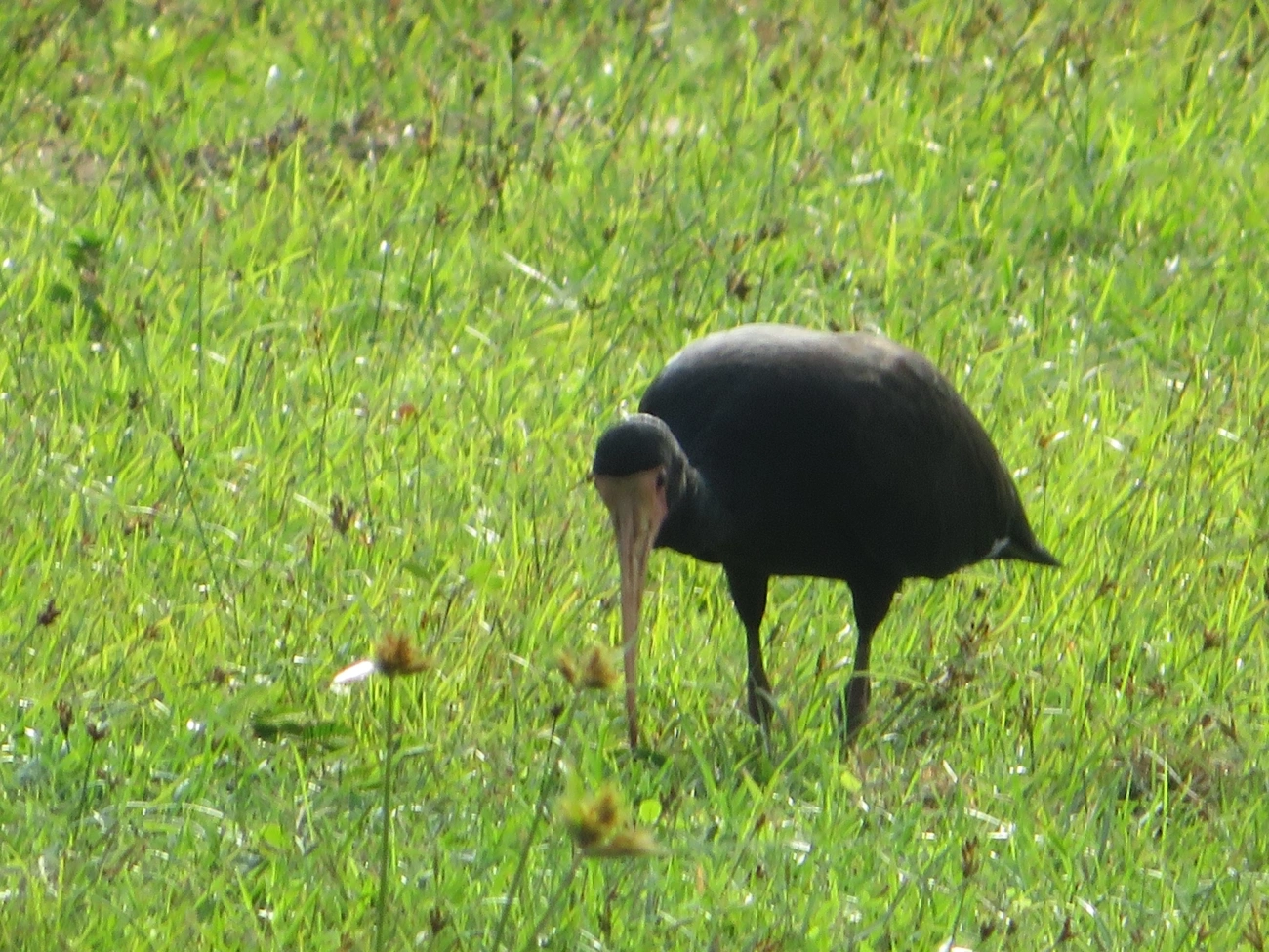 Tapicuru (Phimosus infuscatus), aves, fotografado em Maresias, São Sebastião