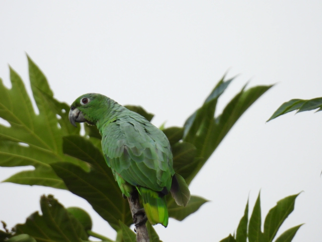 Papagaio-moleiro (Amazona farinosa), aves, fotografado em São Paulo