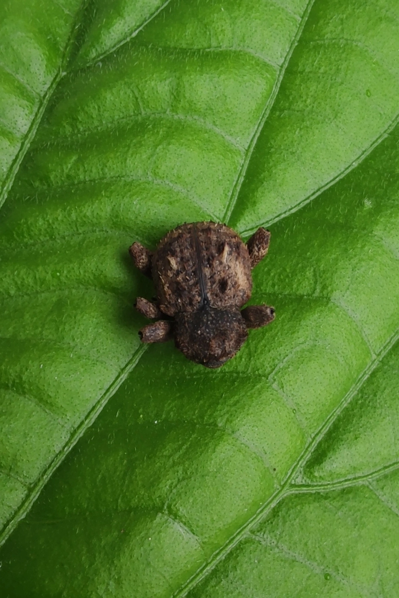 Gorgulhos verdadeiros (Curculionidae), insetos, fotografado em Maresias, São Sebastião