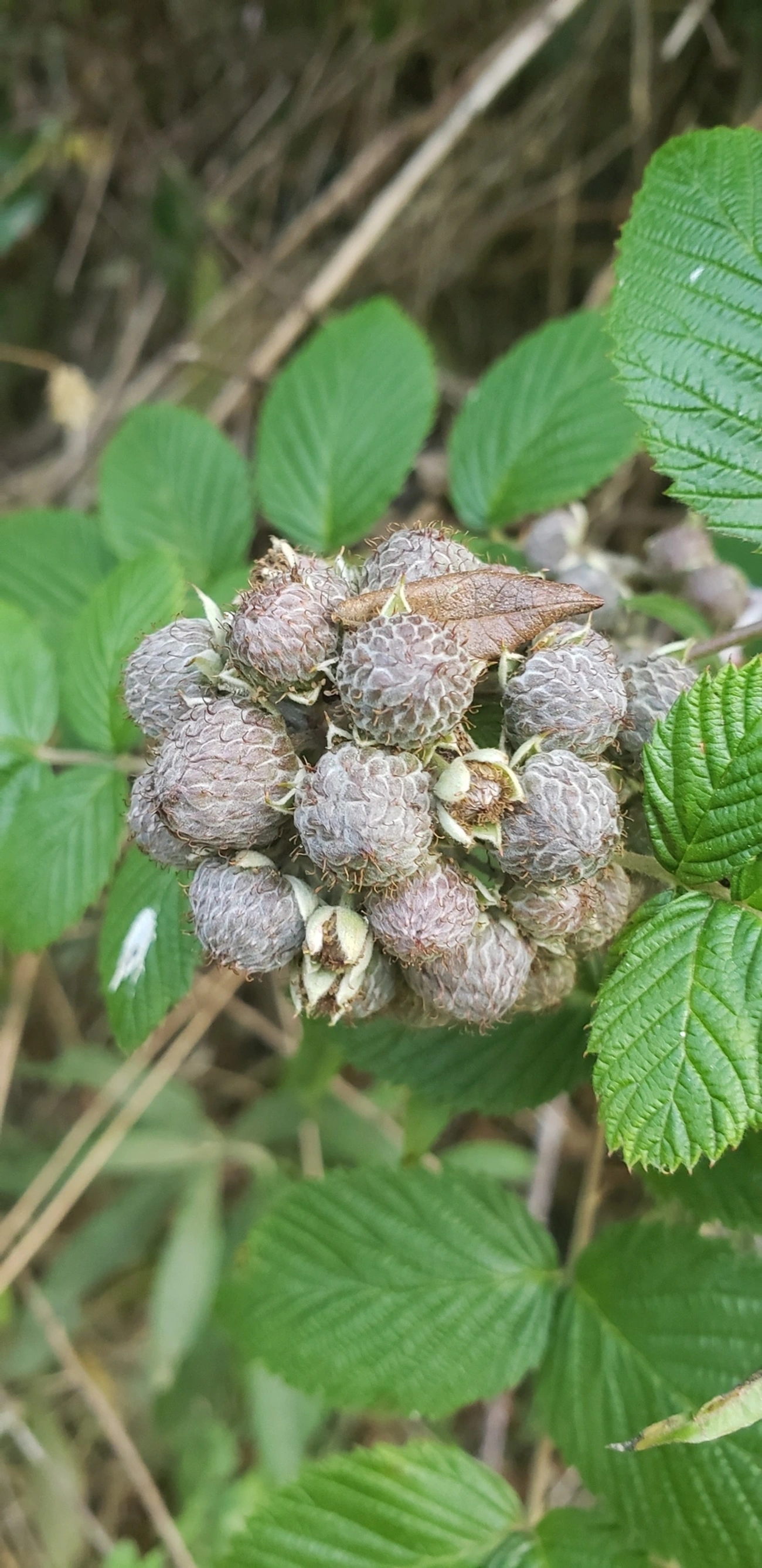 Amora-branca (Rubus niveus), plantas, fotografado em Campos do Jordão