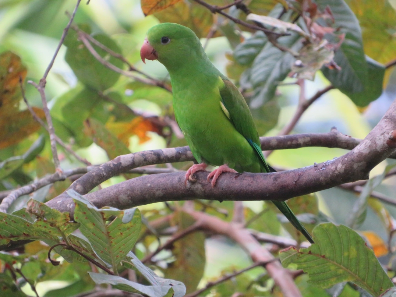 Periquito-rico (Brotogeris tirica), aves, fotografado em Maresias, São Sebastião