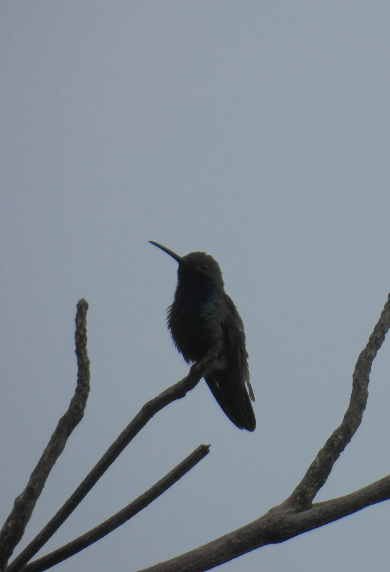 Beija-flor-de-veste-preta (Anthracothorax nigricollis), aves, fotografado em Ilhabela