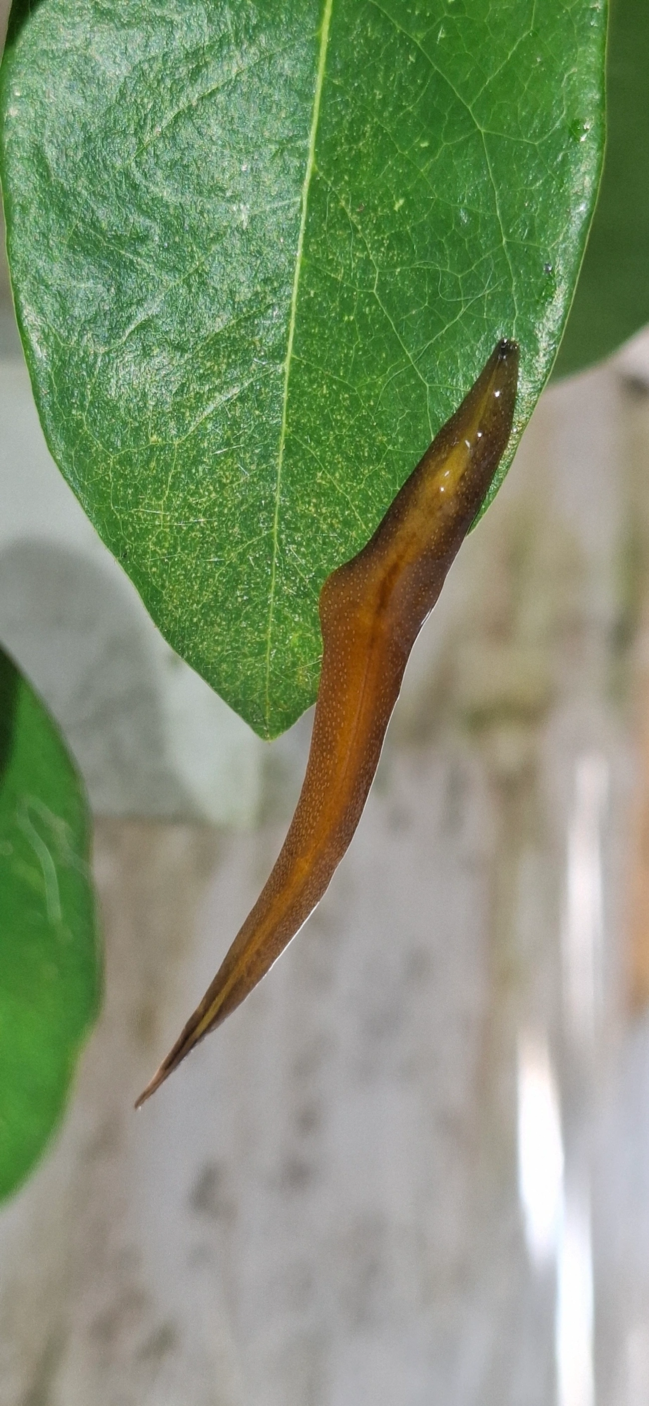 Planária-terrestre (Obama burmeisteri), outros, fotografado em Maresias, São Sebastião