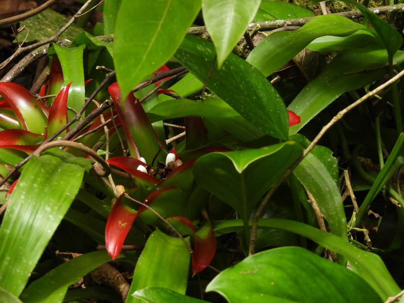 Nidularium, plantas, fotografado em Maresias, São Sebastião
