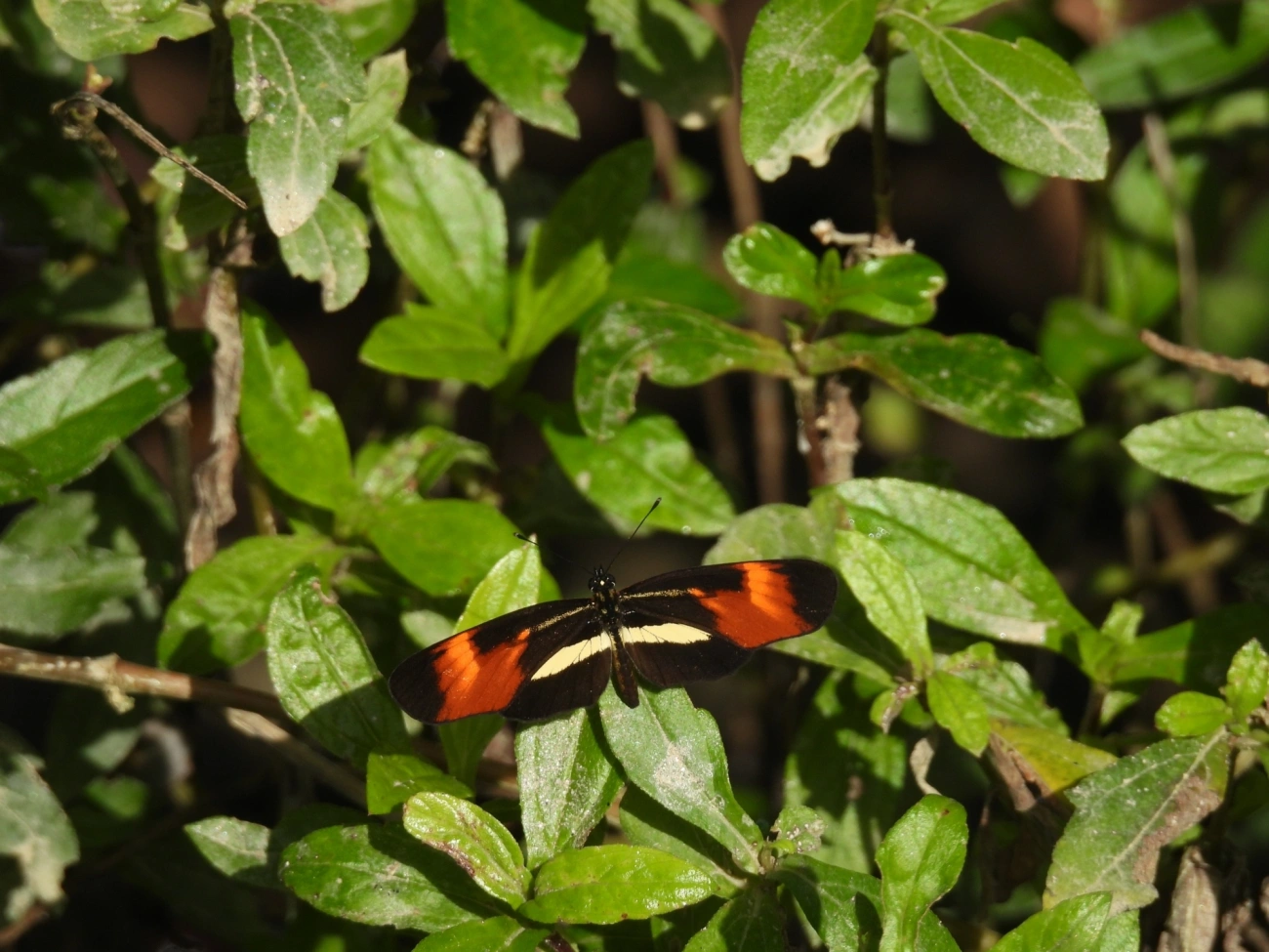 Falsa-erato (Eresia lansdorfi), insetos, fotografado em Maresias, São Sebastião