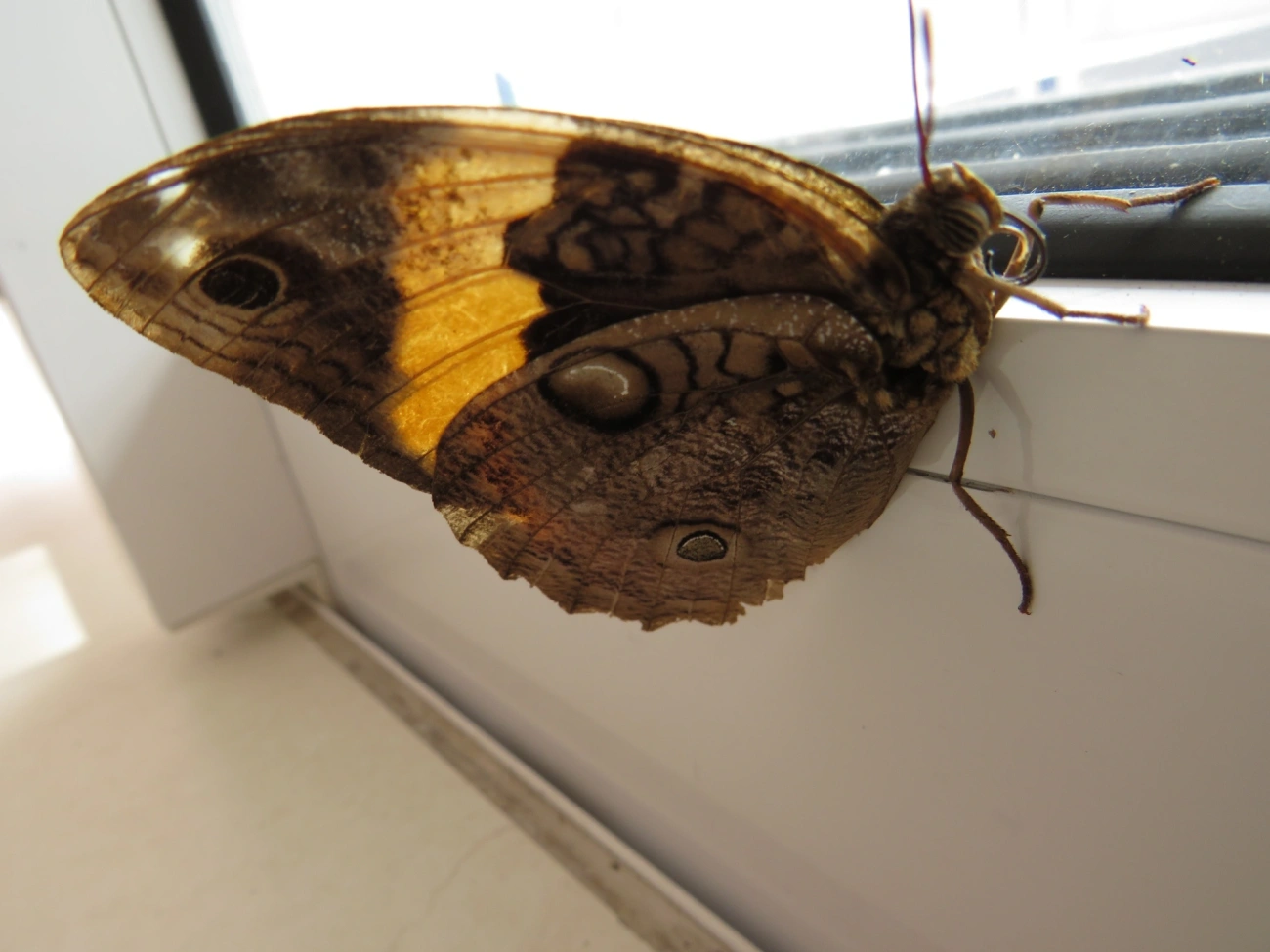 Opsiphanes, insetos, fotografado em Maresias, São Sebastião