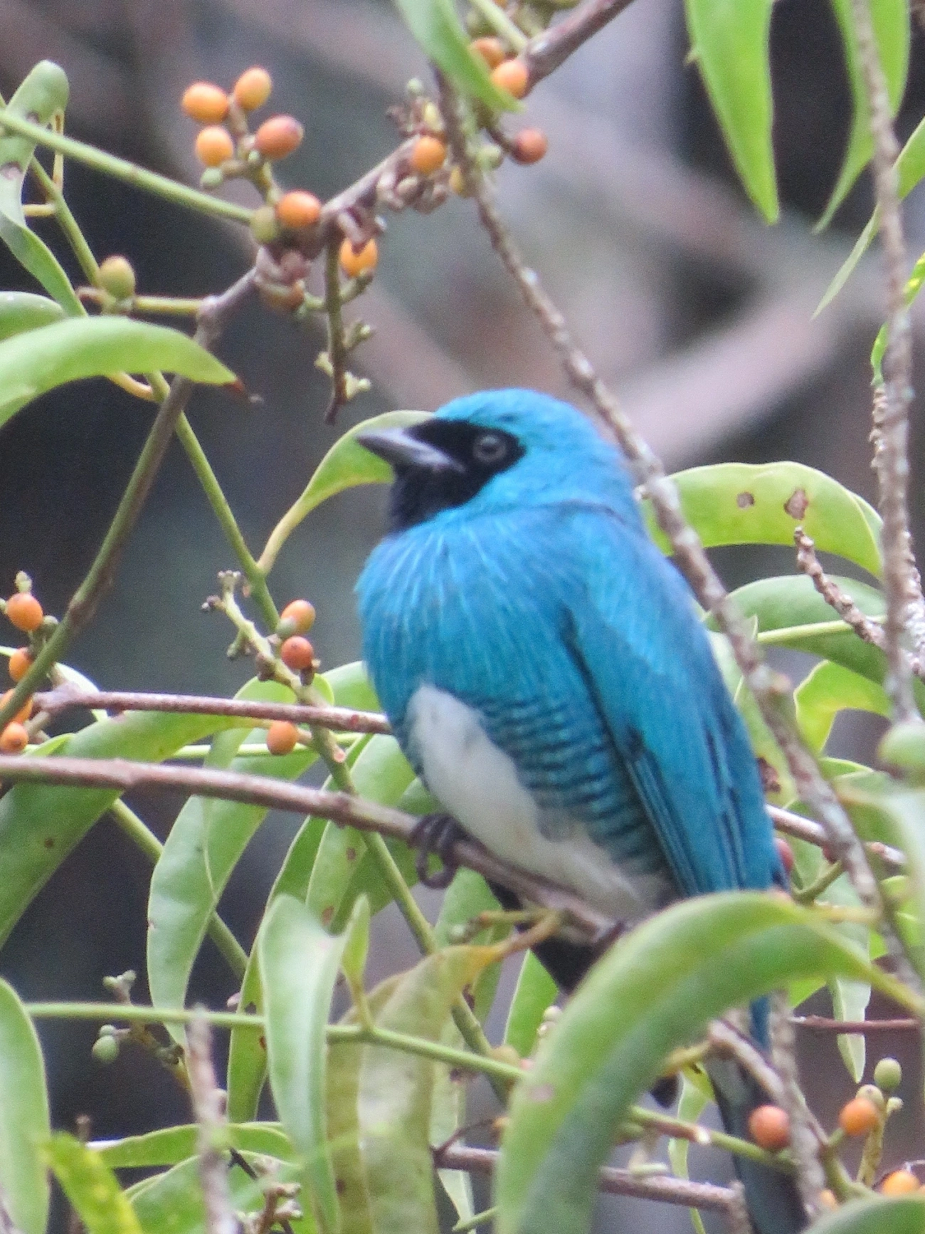 Saí-andorinha (Tersina viridis), aves, fotografado em Maresias, São Sebastião