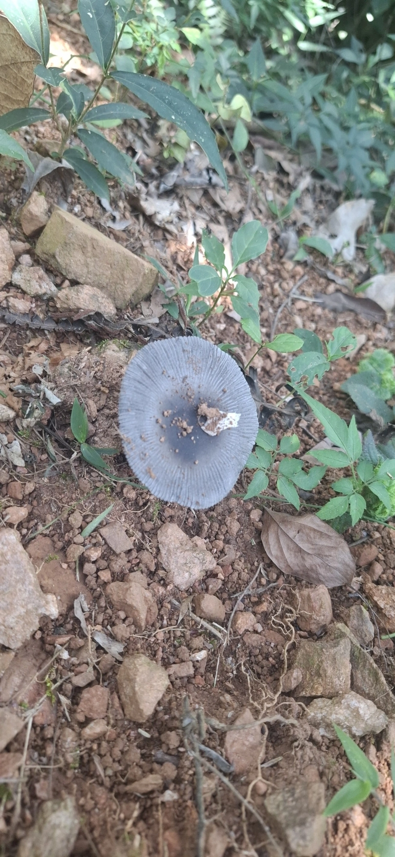 Cogumelos Lamelados (Agaricales), fungos, fotografado em Cabreúva