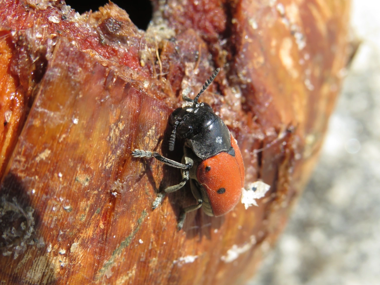 Besouro-das-folhas (Megalostomis grandis), insetos, fotografado em Maresias, São Sebastião