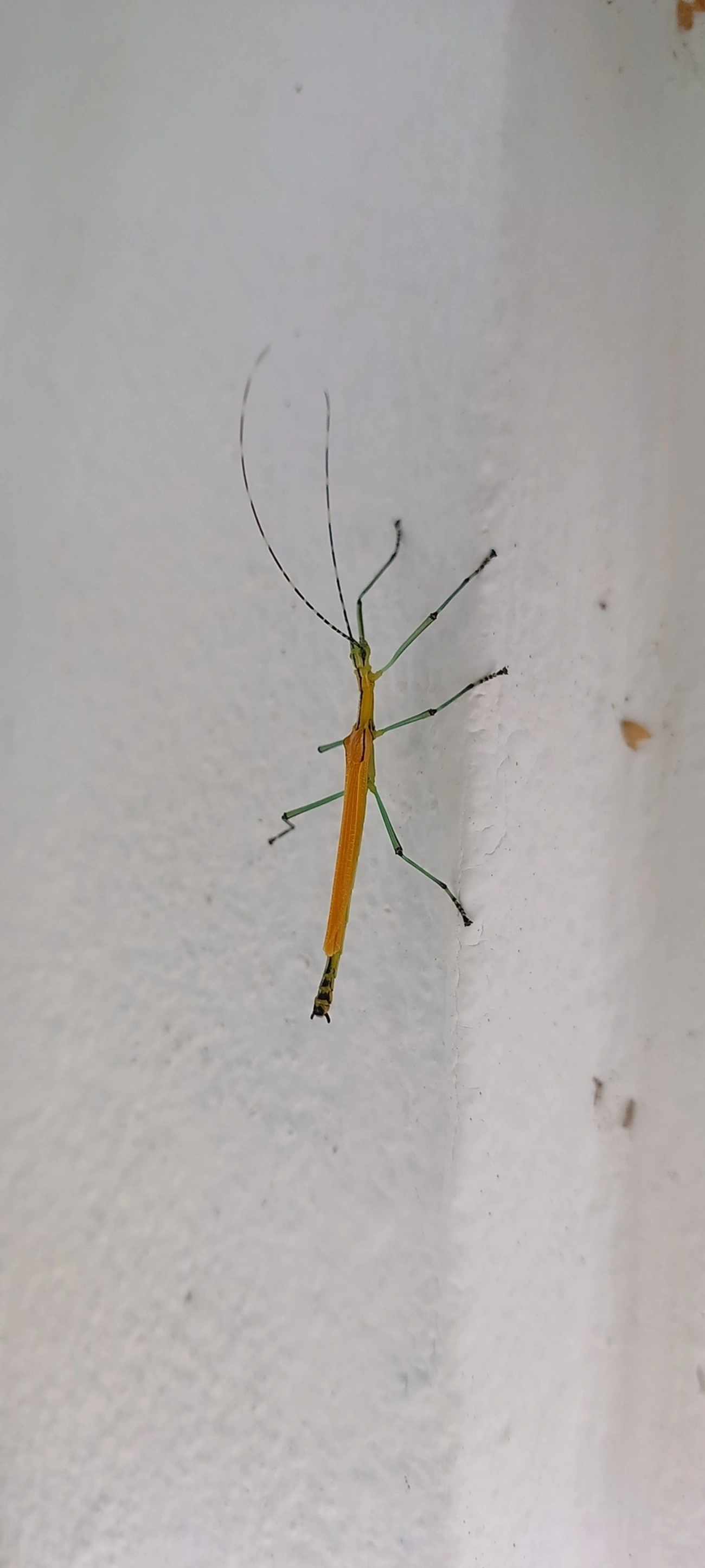 Bicho-pau-verde-e-amarelo (Tithonophasma tithonus), insetos, fotografado em Maresias, São Sebastião