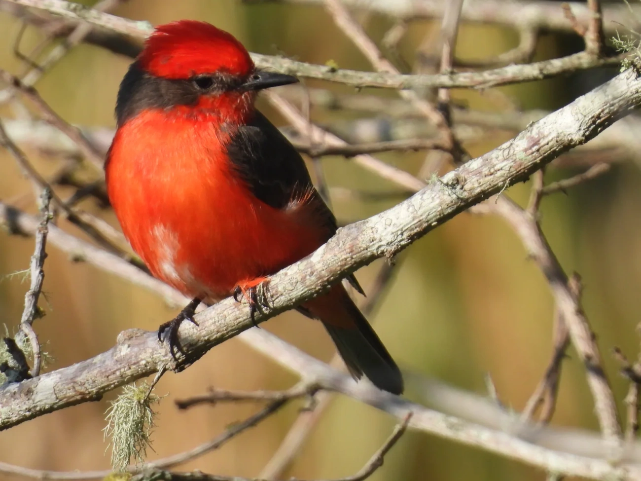 Príncipe (Pyrocephalus rubinus), aves, fotografado em Maresias, São Sebastião