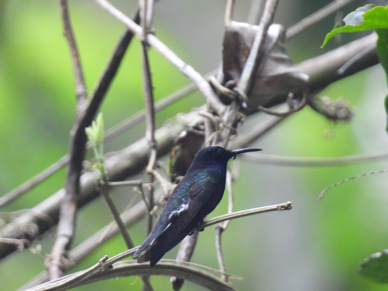 Beija-flor-preto (Florisuga fusca), aves, fotografado em Maresias, São Sebastião