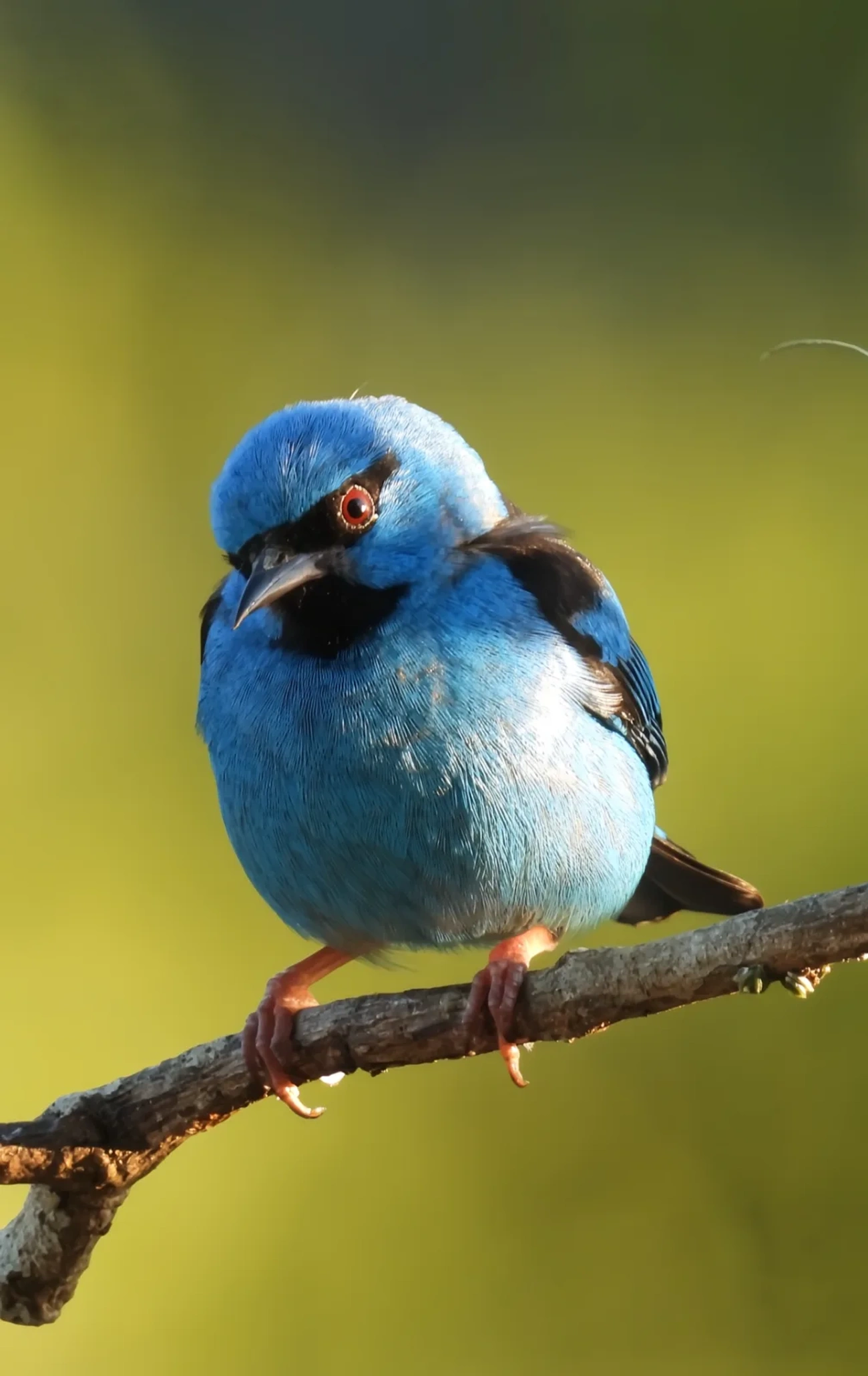 Saí-azul (Dacnis cayana), aves, fotografado em Maresias, São Sebastião