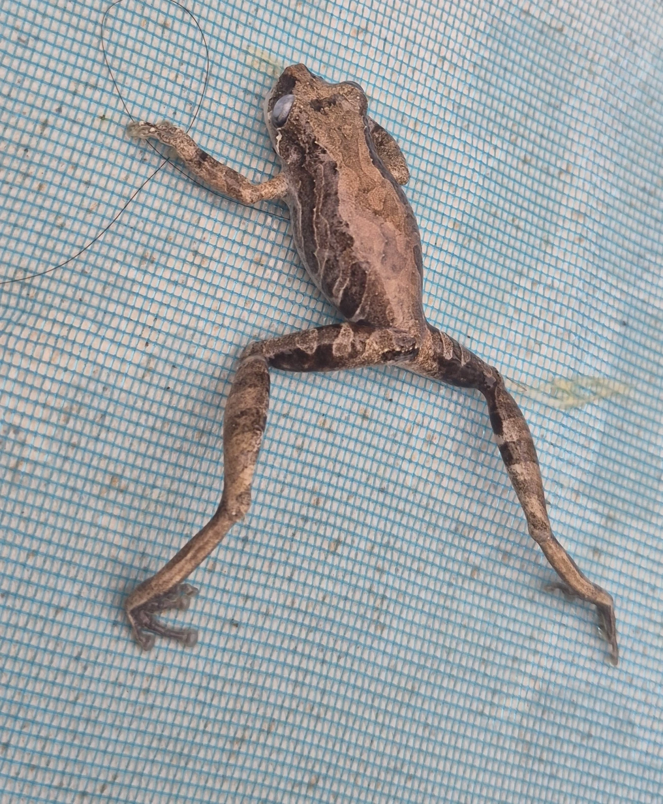 Perereca-do-litoral (Ololygon littoralis), anfíbios, fotografado em Maresias, São Sebastião
