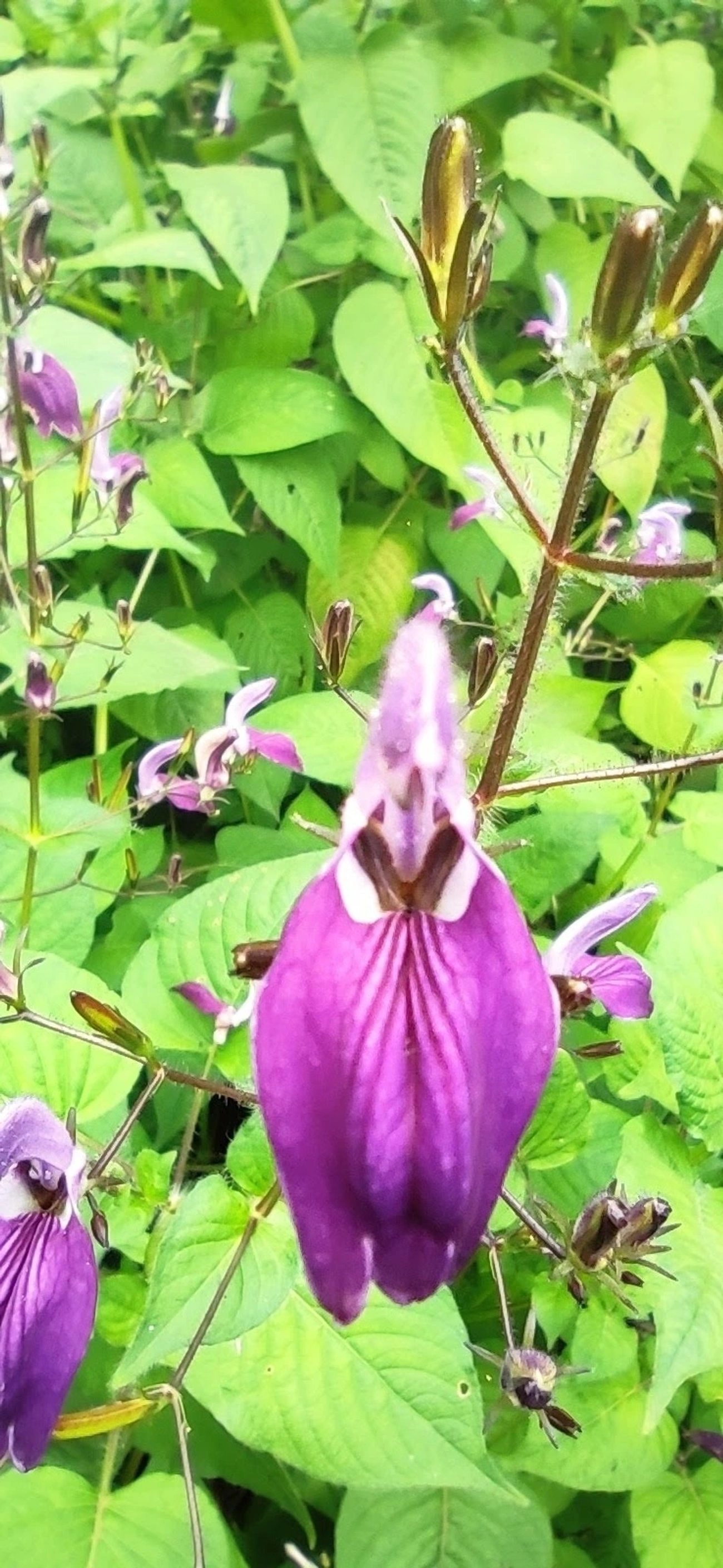 Fia-de-mina-grande (Brillantaisia lamium), plantas, fotografado em Maresias, São Sebastião