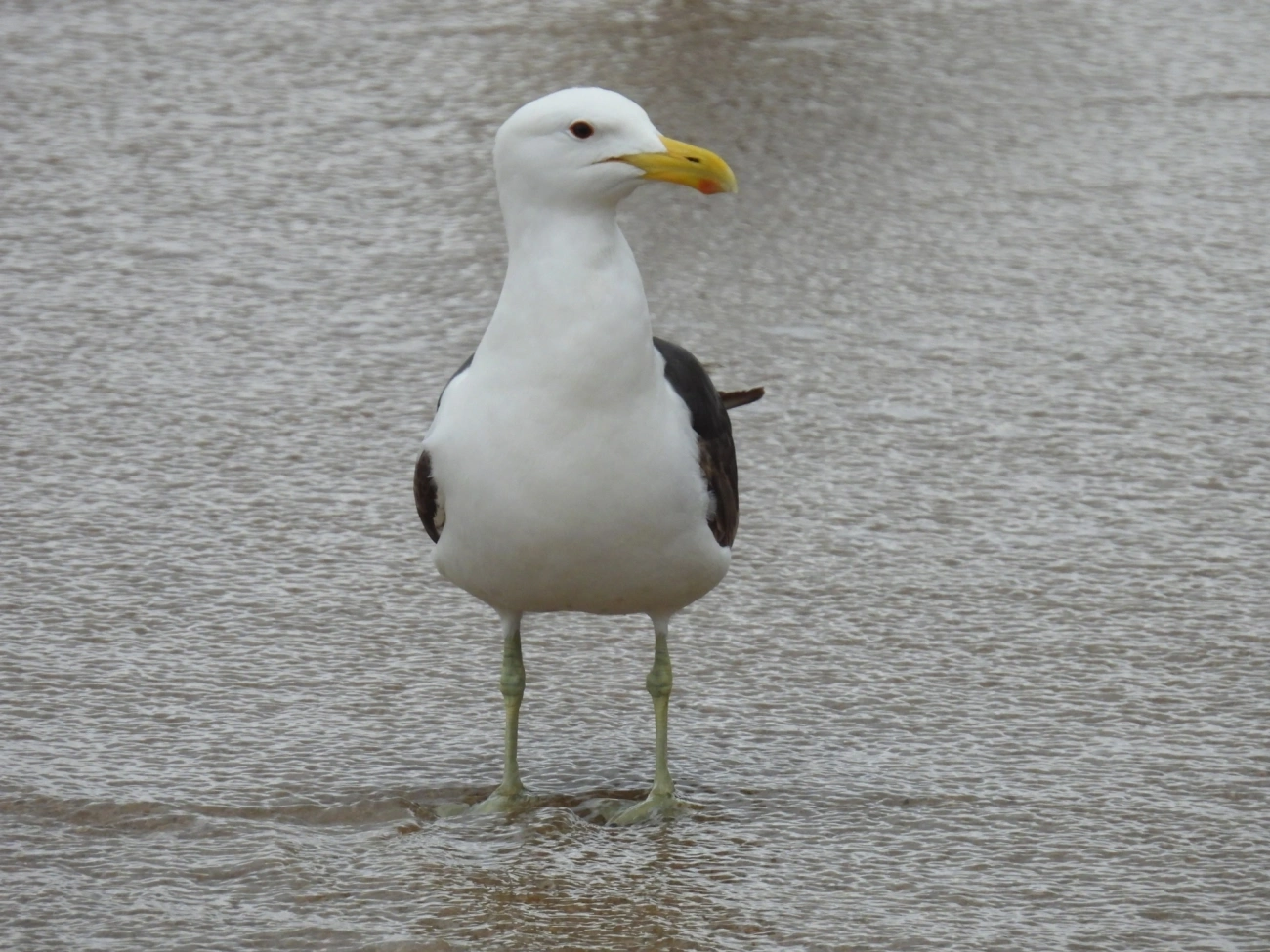 Gaivotão (Larus dominicanus), aves, fotografado em Perequê, Ilhabela