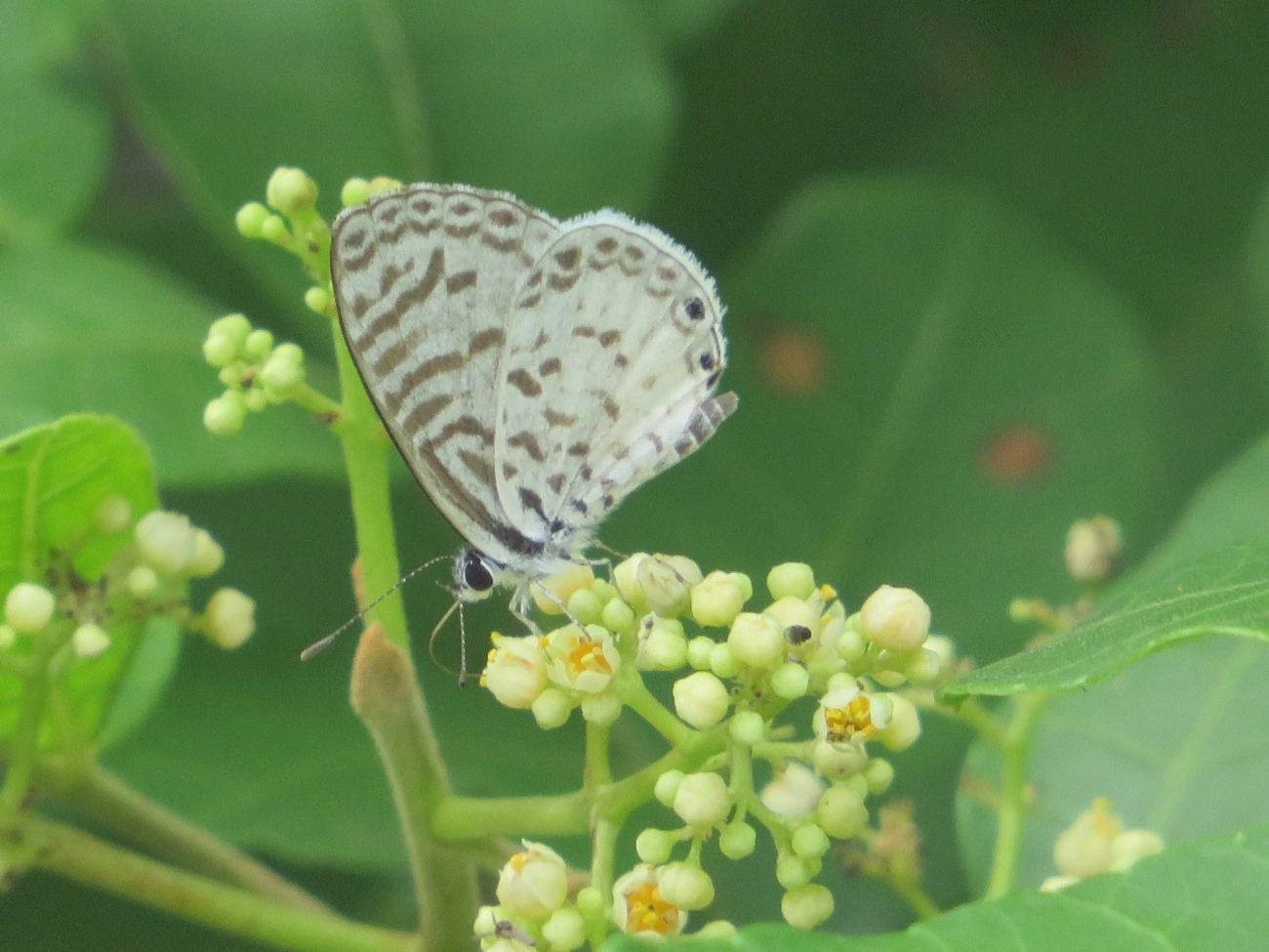 Borboleta-emília (Leptotes cassius), insetos, fotografado em Maresias, São Sebastião