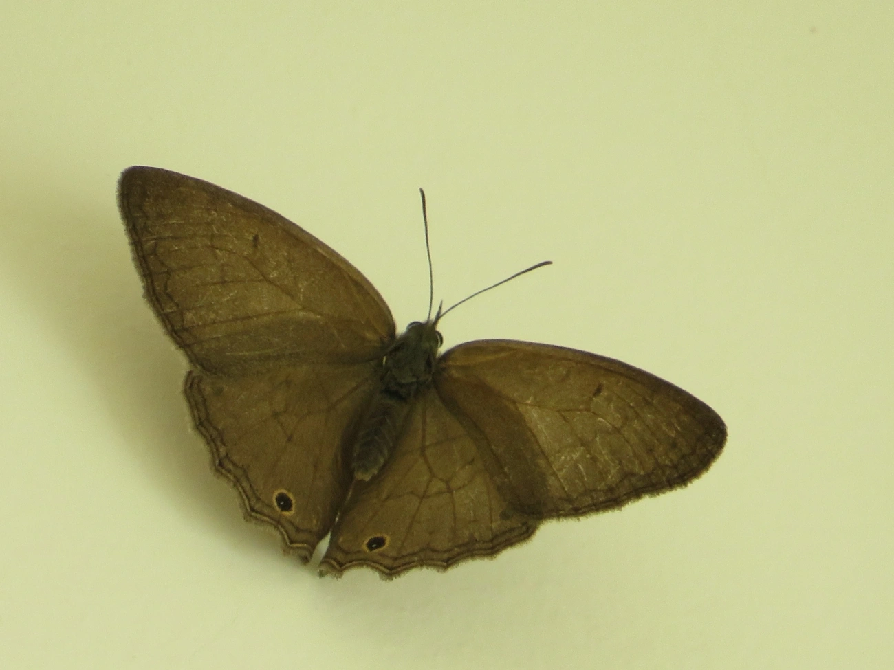 Euptychiina, insetos, fotografado em Maresias, São Sebastião