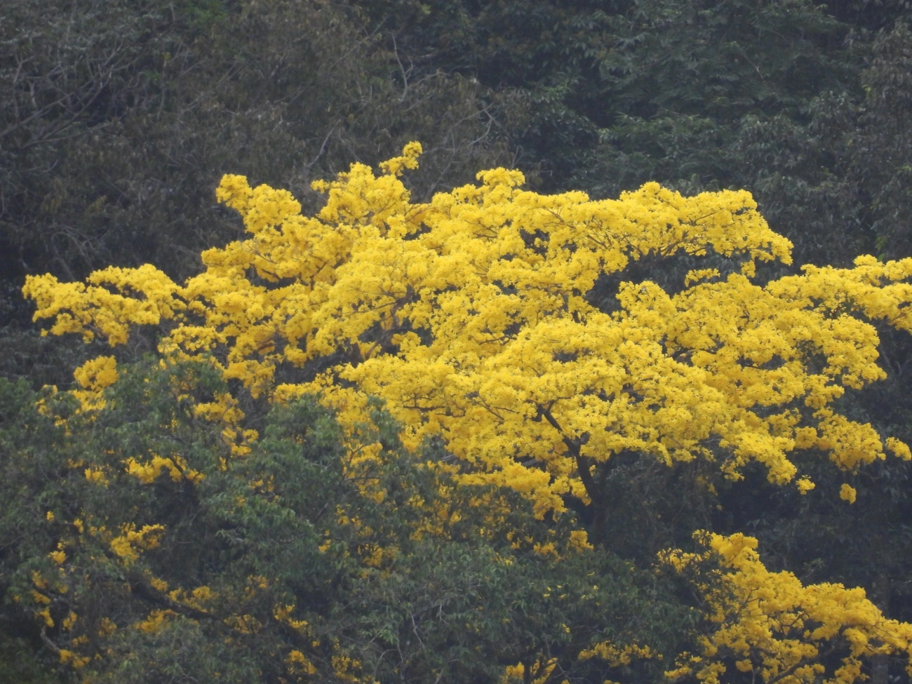 Pau-d'arco-amarelo-da-mata (Handroanthus serratifolius), plantas, fotografado em Maresias, São Sebastião