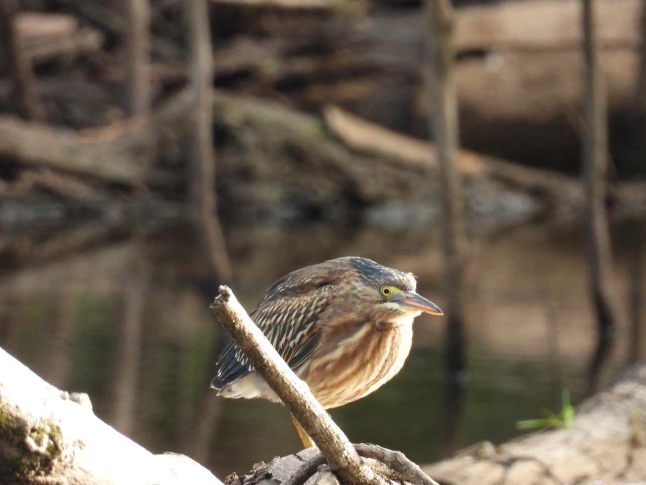 Socozinho (Butorides striata), aves, fotografado em Cabreúva