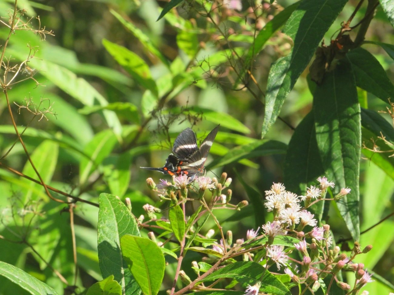 Metálica-de-cauda-longa (Rhetus arcius), insetos, fotografado em Maresias, São Sebastião