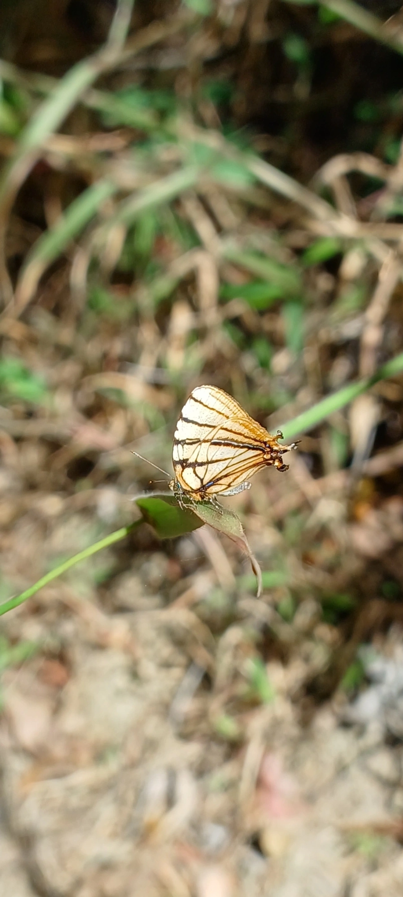 Arawacus meliboeus, insetos, fotografado em Cunha