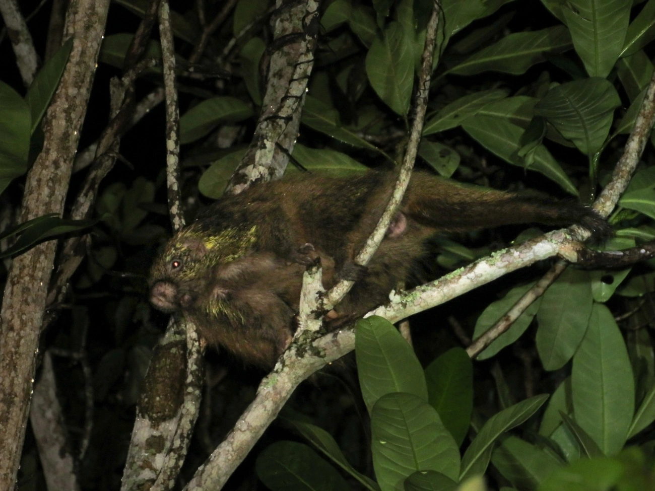 Coandu-alaranjado (Coendou spinosus), mamíferos, fotografado em Maresias, São Sebastião