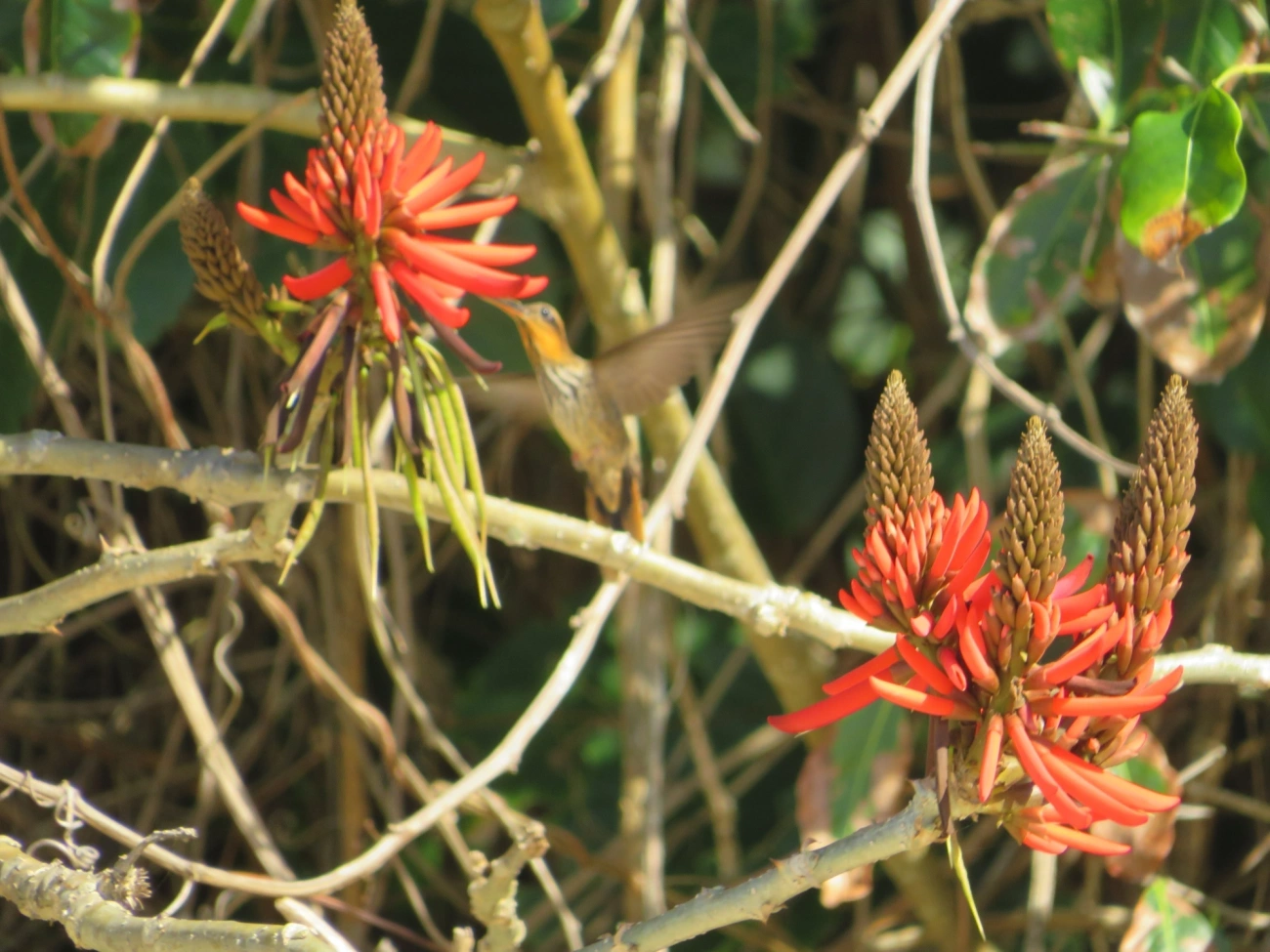 Beija-flor-do-mato (Ramphodon naevius), aves, fotografado em São Sebastião