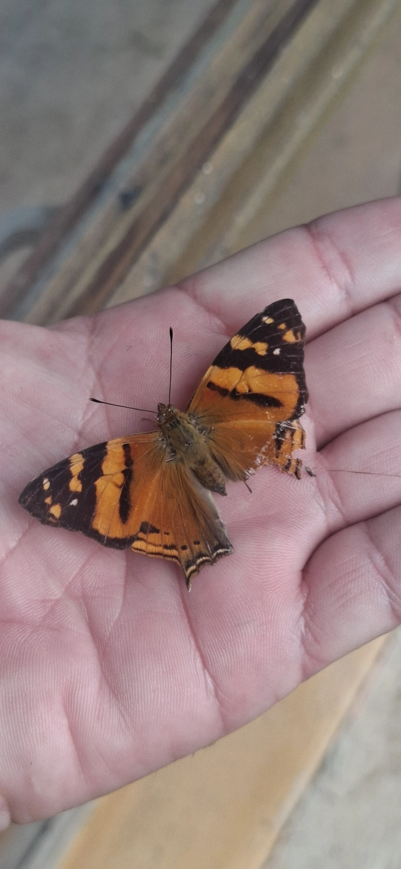 Mapa-laranja (Hypanartia lethe), insetos, fotografado em Queluz